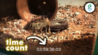 Scorpion Molting Video [upl. by Drape191]