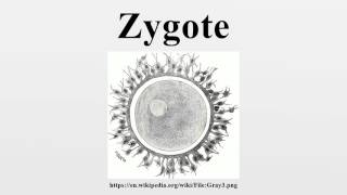 Zygote Body2 Tutorial amp Overview  Anatomy [upl. by Jenni]