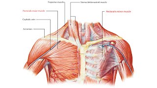 Pectoral region Part 2 [upl. by Nirual973]