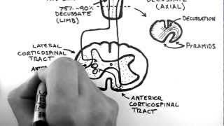 Spinal Pathways 4  Corticospinal Tract [upl. by Kimon]