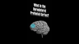 Dorsolateral Prefrontal Cortex DLPFC [upl. by Ihsoyim902]