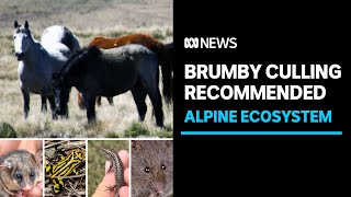 Aerial shooting of feral horses in NSW called for by Senate committee  ABC News [upl. by Jammal]