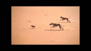 Salukis Hunting in Arabia  Working Lurchers [upl. by Seravat]