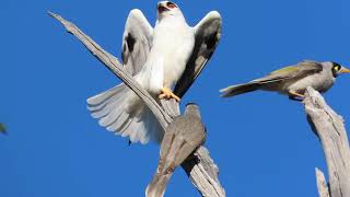 Nature video Noisy Miner vs Blackshouldered Kite Who will win [upl. by Rosner]