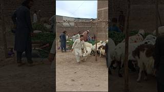 Sheep seller cought me😁funny comedy shorts [upl. by Cahan]