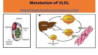 VLDL Metabolism  VLDL Transport  Lipoprotein Metabolism [upl. by Aratehs]