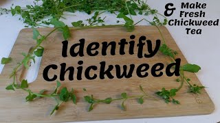 How to Identify Chickweed  How to Make Fresh Chickweed Tea  Foraging  Wildcrafting [upl. by Othe712]