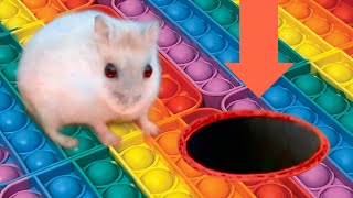 Hamster Escape from the Pop It Maze 🐹 Hammy the Hamster [upl. by Enomis]