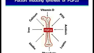 Renal Regulation of Phosphate Homeostasis [upl. by Adnolohs]