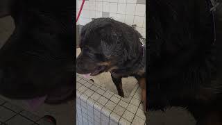 Petco Doggie Wash Time [upl. by Minne]