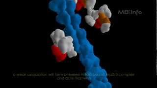 Arp23 complex mediated actin nucleation [upl. by Atram139]