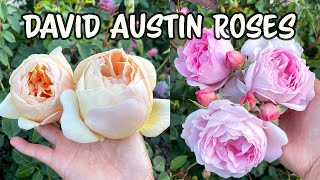 David Austin Rose Update🌹 [upl. by Ahsinra]