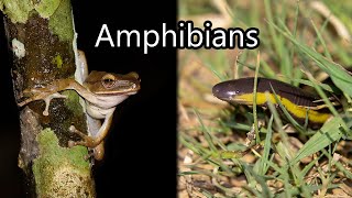 Frogs of Thailand  Caecilian  Sakaerat Biosphere Reserve [upl. by Sarge]