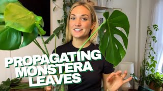 How to Propagate a Monstera  The RIGHT Way to Cut Your Monstera Leaves and Grow Roots in Water [upl. by Torray381]