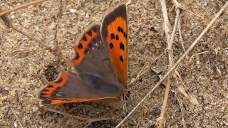 Small Copper Butterfly [upl. by Ynnij]