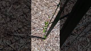 Growth Journey  Day 72  Spurred Butterfly Pea [upl. by Lyndsie]