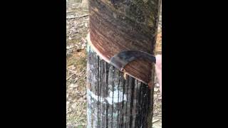 Cutting a rubber tree [upl. by Ivie]