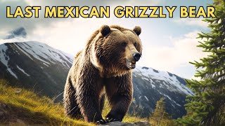 Last Mexican Grizzly Bear [upl. by Nyladnek]