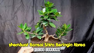 Membuat Bonsai Shito Beringin Korea  Ficus Coreana [upl. by Yemrots919]