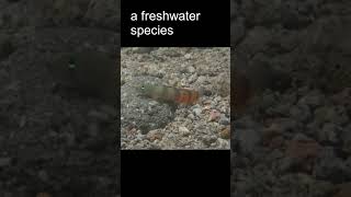 Freshwater Goby in the Philippines [upl. by Caraviello]