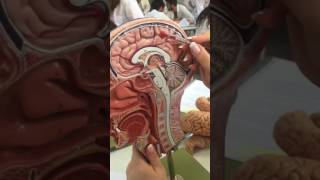 Telencephalon Anatomisi [upl. by Mcclelland]