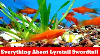 Everything About Lyretail Swordtail [upl. by Nnelg]