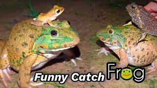 Catch frog jumping for fun  Frog catch fly  Catch a frog for fun  funny frogs  bull frogs funny [upl. by Chrisoula152]