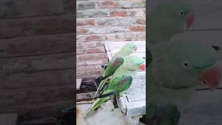 Alexandrine Parakeet shortvideo viral birds pakistan parakeetworld birdslover Alexandrine [upl. by Trix]