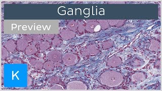 Ganglia of the Nervous System preview  Histology  Kenhub [upl. by Lairret77]