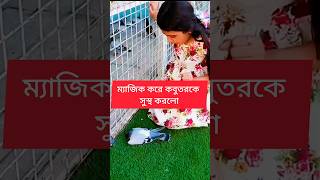 ম্যাজিক করে কবুতরকে সুস্থ করলো কবুতর birds fact [upl. by Klein]