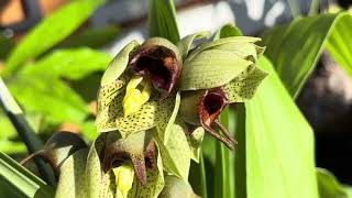 Catasetum sanguineum male flowers follow up video and difference malefemale flowers [upl. by Ydur]