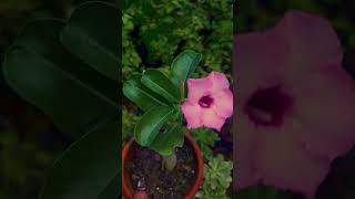 Adenium Flower plant jarif gardening adeniumflowerplants adeniumgarden desertrose [upl. by Andrade]