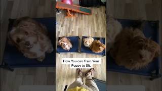 EASY STEPS How to TRAIN PUPPY to SIT 🐶 [upl. by Ogilvie]