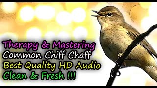 Common Chiffchaff Bird Song Best Quality Audio For Therapy amp Mastering Phylloscopus collybita [upl. by Shishko598]