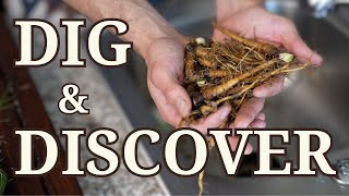 Salsify Root Foraging Harvesting Hidden Gems [upl. by Redlac]