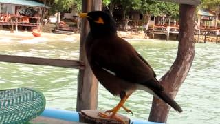 Common Indian Myna sound during breakfast Ko Samet Thailand [upl. by Sevein262]