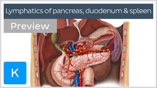 Lymphatics of the pancreas duodenum and spleen preview  Human Anatomy  Kenhub [upl. by Dorcas31]