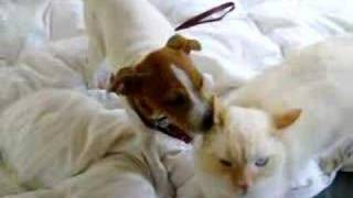 Rat terrier puppy dog licking cat ear [upl. by Avevoneg]