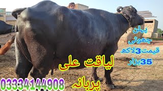 لیاقت علی پربانہ موضع کلیانوالہ فیصل آبادنیلی راوی دریا کی ٹاپ کلاس بھینسیں [upl. by Kamerman]