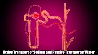 Reabsorption in Distal Convoluted Tubule [upl. by Nodlehs]