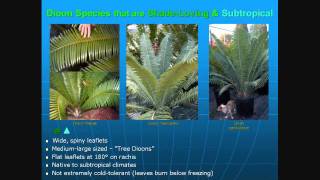 Cycads The 35 Best Cycads for Landscapes [upl. by Sothena]