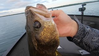 Trolling cranks for walleyes in weeds [upl. by Areid]