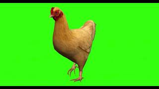 CHICKEN BROWN 8  GREEN SCREEN  ANIMATION  FREE 3D [upl. by Claybourne]