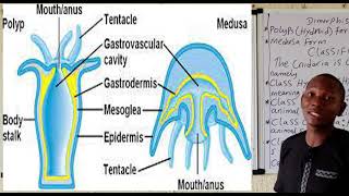 Phylum Cnidaria [upl. by Eenahc]