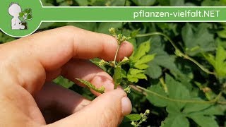 EchterWilder Hopfen  Weibliche BlüteBlüten Humulus lupulus  Wildpflanzen bestimmung [upl. by Anovahs]