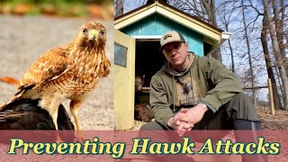 Deterring Hawks from your Chickens [upl. by Nnahs]