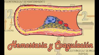 Hemostasia y coagulación [upl. by Celene24]