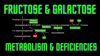 USMLE Step 1 Lesson 60  Fructose and Galactose metabolism and deficiencies [upl. by Tcideneb18]