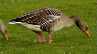 Greylag Geese Anser anser  Graugänse [upl. by Labannah878]