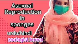 Asexual Reproduction in Sponges  poriferans  Gemmule Formation  BsBsc zoology  Urdu Hindi [upl. by Hufnagel]